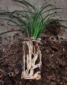 兰花土怎么配 兰花种植土配方