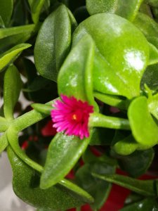三七开花吗 三七开花是吗？