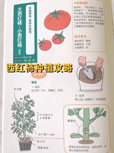 阳台小番茄的种植方法和时间 阳台种植小番茄的步骤和时机