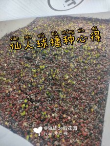 仙人球怎么配土 仙人球应该用什么土种植