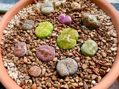 生石花怎么配土 生石花需要什么样的土壤？