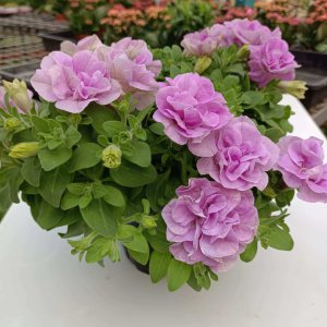 矮牵牛大花有什么品种 矮牵牛大花有哪些品种？