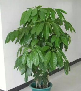 招财树多久浇一次水比较好 一般几天浇水一次