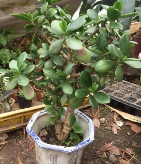 玉树冬天能移栽吗(适合什么时候移栽)