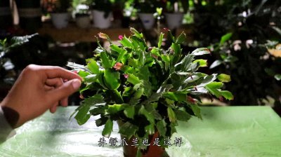 蟹爪兰多久浇一次水比较好 一次浇多少水