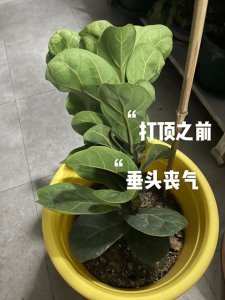 琴叶榕怎么剪枝 修剪方法及造型要点