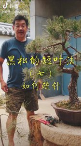 云松怎么剪枝 修剪造型方法