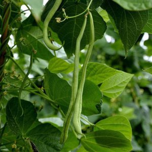 6月份能种什么蔬菜 6月适合种植哪些蔬菜？