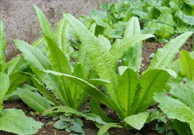 6一7月份种什么蔬菜 6-7月栽种哪些蔬菜？