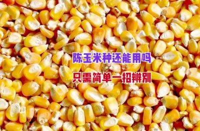 隔年陈玉米种子能种吗 明年能用陈年玉米种子种植吗？