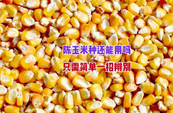 隔年陈玉米种子能种吗