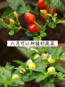 六月种什么菜 六月适合种哪些蔬菜