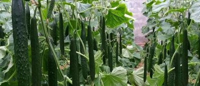6月份种什么菜 种什么菜在6月份
六月种菜有哪些