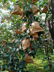 苹果什么时间套袋 苹果何时需要装袋？