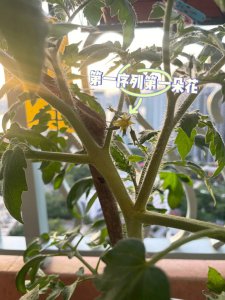 番茄第一朵花序要剪吗 剪除第一朵番茄花序是否必要？