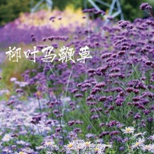 花语柳叶马鞭草 柳叶马鞭草花语