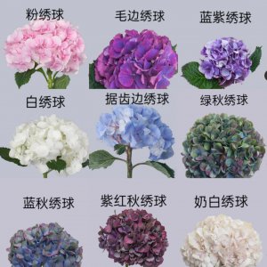 绣球品种介绍 绣球种类概要