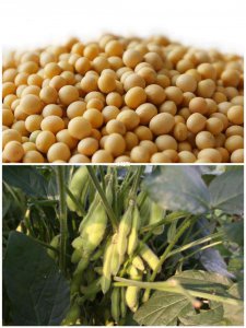 毛豆是黄豆吗 毛豆和黄豆有什么关系？