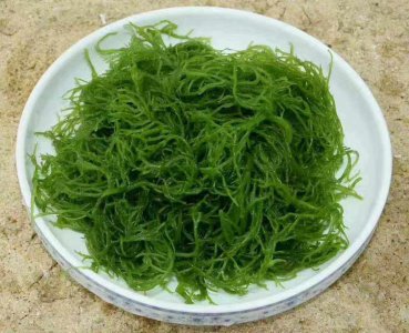 龙须菜有几种啊 龙须菜的种类有哪些？
