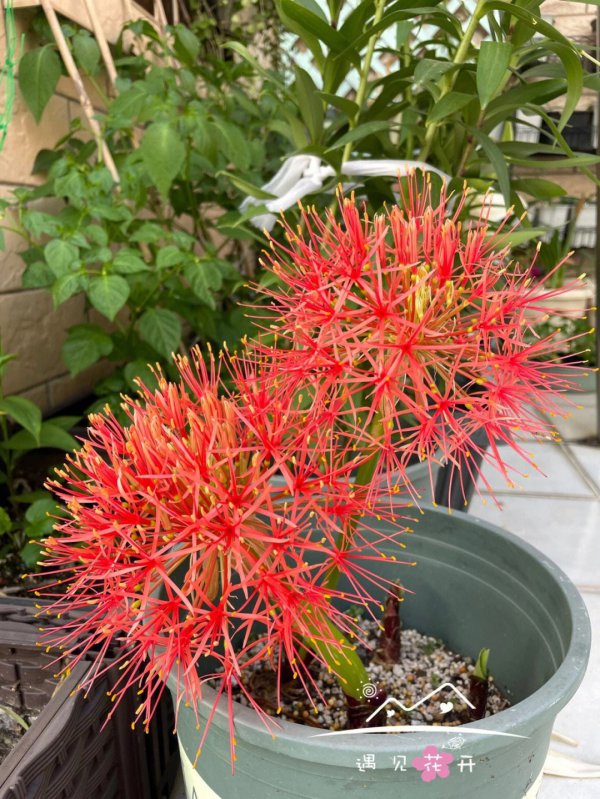网球花花语