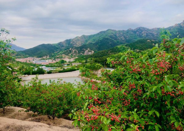 青岛北宅樱桃采摘季节