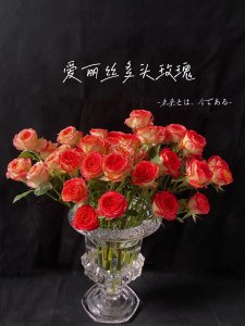 爱丽丝花语是什么 爱丽丝花语含义
