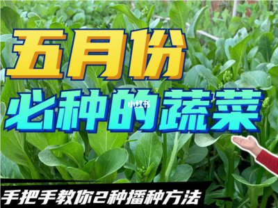5月份能种什么蔬菜 五月适合种植哪些蔬菜