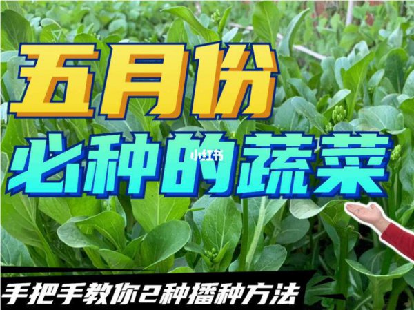 5月份能种什么蔬菜