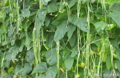 5月份种什么蔬菜 五月栽种哪些蔬菜？