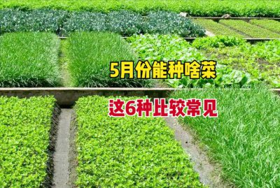 5月份种什么菜合适 什么时候适合种5月份的蔬菜