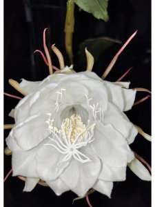 昙花的花语和象征意义 昙花的象征意义和花言葉