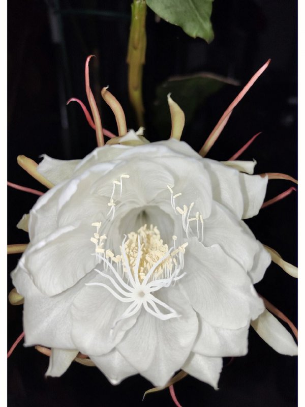 昙花的花语和象征意义