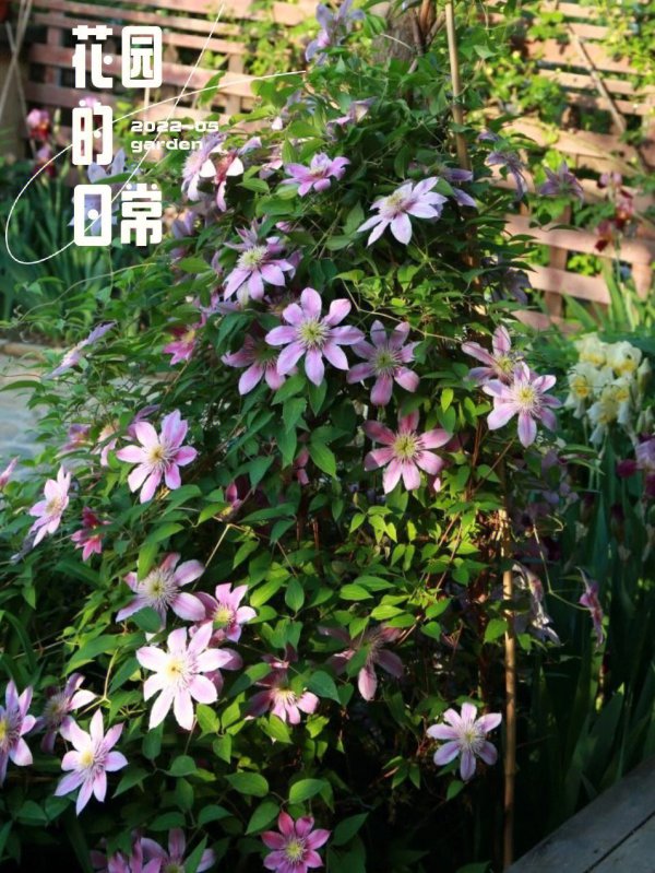 三类铁线莲品种