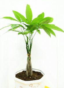 适合阳台种植的树木 适合阳台种植的植物