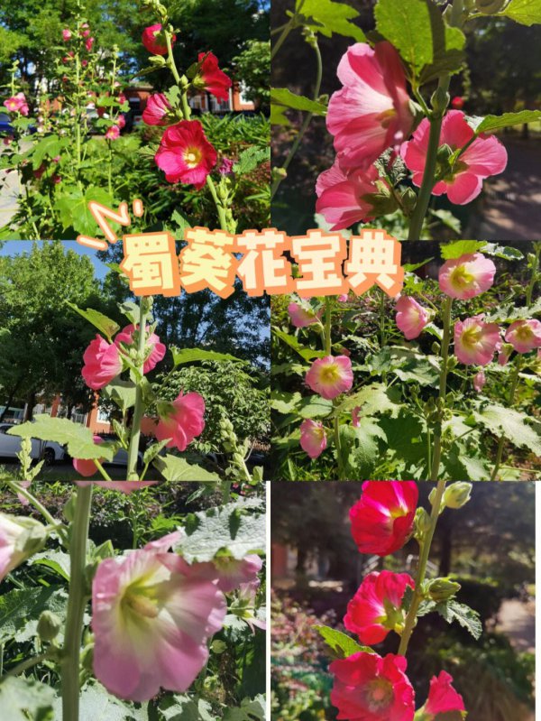蜀葵寓意是什么