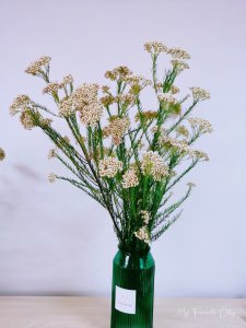 澳洲米花的寓意是什么 澳洲爆米花的象征意义是什么？