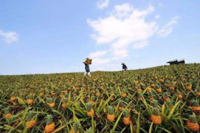 菠萝长在地上还是树上 菠萝是生长在地上还是树上？