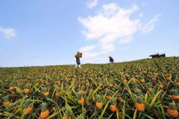 菠萝长在地上还是树上