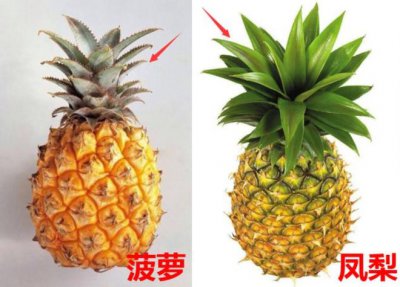 跟菠萝很像的水果是什么 与菠萝相似的水果是什么？