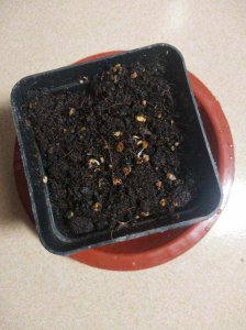 辣椒籽怎么发芽 如何让辣椒籽发芽
辣椒籽如何萌芽