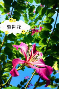 紫荆花的爱情花语是什么 紫?；ǖ幕ㄓ锸鞘裁?/></i><h2>紫?；ǖ陌榛ㄓ锸鞘裁?紫荆花的花语是什么</h2><p>今天为网友们详解紫?；ǖ陌榛ㄓ锸鞘裁吹闹参镅承【?，接下来绿植迷网小编为大家介绍。紫?；ǖ陌榛ㄓ锸鞘裁醋暇；ǖ幕ㄓ锸鞘钢静挥宓陌?/p></a></li>
            <li><a href=