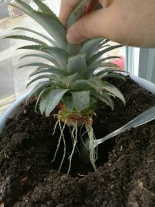 菠萝生根教程 菠萝生根的方法
菠萝发芽指南