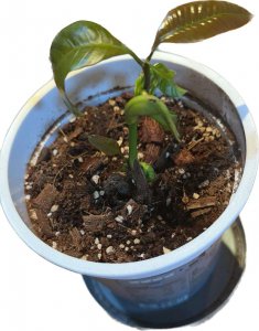 芒果发芽是什么样子 芒果生长的迹象是怎样的？