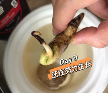 芒果核可以种吗 芒果果核可以用来种植吗？