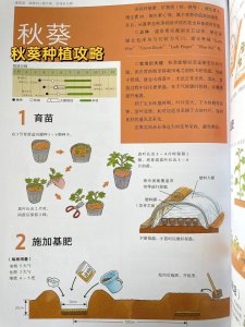 菜农种菜的秘诀 种菜达人的种植技巧