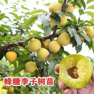李子苗几年可以结果 李子苗几年能结果实？