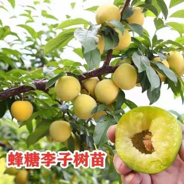 李子苗几年可以结果