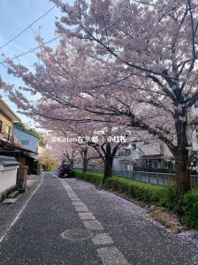 ?；ㄔ谌毡镜脑⒁?日本樱花象征意义