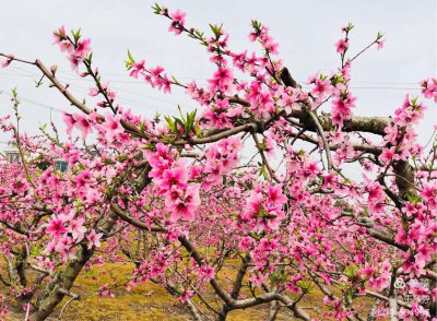 送桃花代表什么 送桃花象征什么？