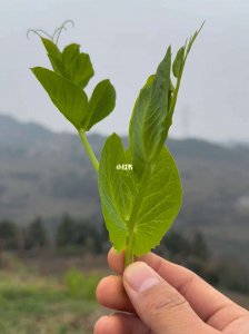 豌豆尖怎么掐 以怎样方法掐豌豆尖
捏着豌豆尖怎么弄